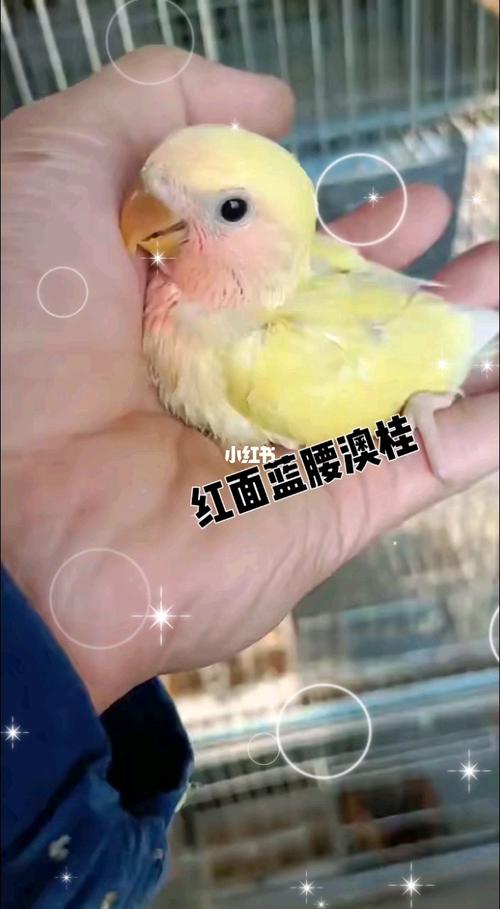 手养牡丹鹦鹉#红面蓝腰澳桂雏鸟_夏天去哪玩_滤镜_牡丹_夏日滤镜_宠物