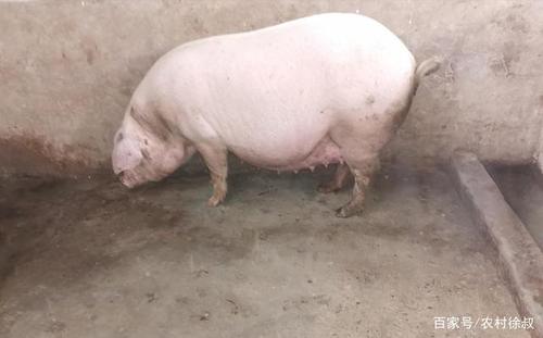 怀孕90天的母猪