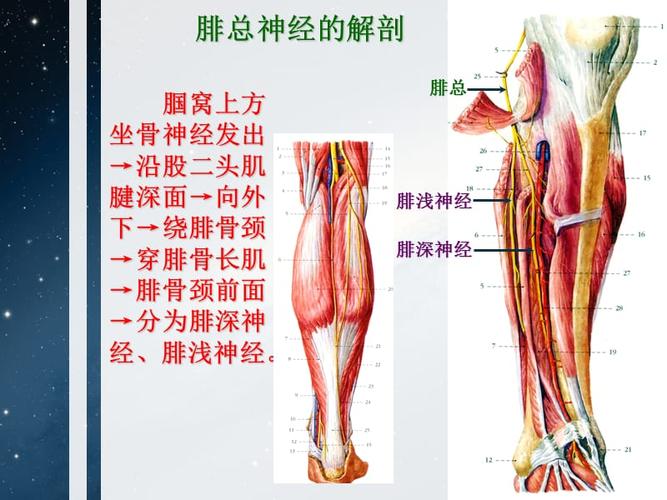 腓总神经解剖及损伤后临床表现