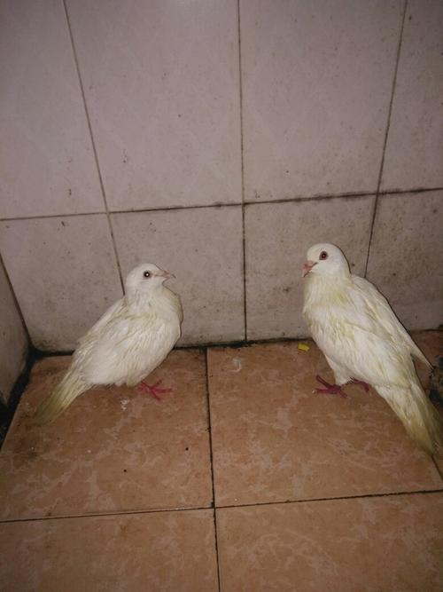 怎分公母,这两只鸽子哪只是公,哪只是母?