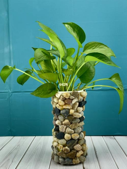 废物利用,自制花瓶_花瓶_手工制作_养花_我的手工日常