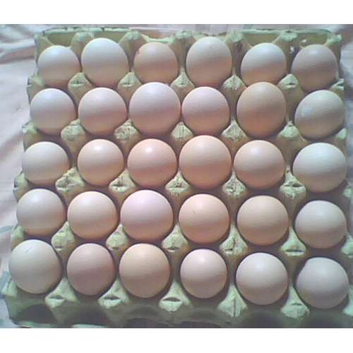北农一号 鸡蛋,商品蛋,普通白壳蛋对比