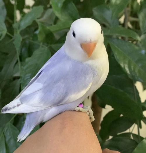 新手养鹦鹉注意事项有哪些?小型鹦鹉的种类有哪些?