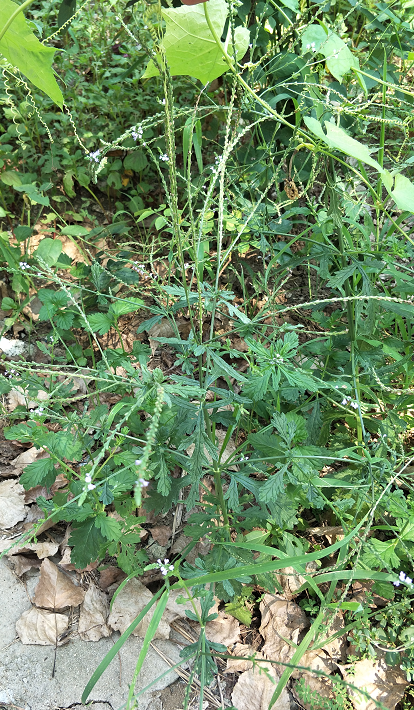 安徽野生的一种草药,家里人都叫透骨草(谐音) 能治疗腰肌劳损的.