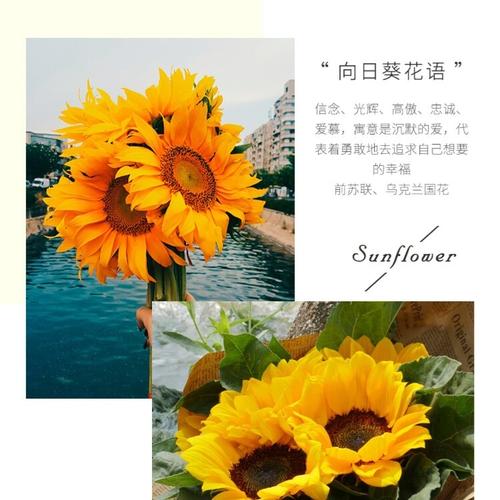 向日葵97_乌克兰_花语_杂货铺_家居家装_家居装饰