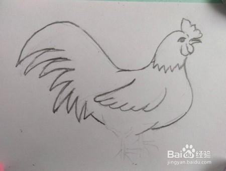 手工/爱好 > 书画/音乐  1 画公鸡身体的轮廓(画轻一点,方便后面画的