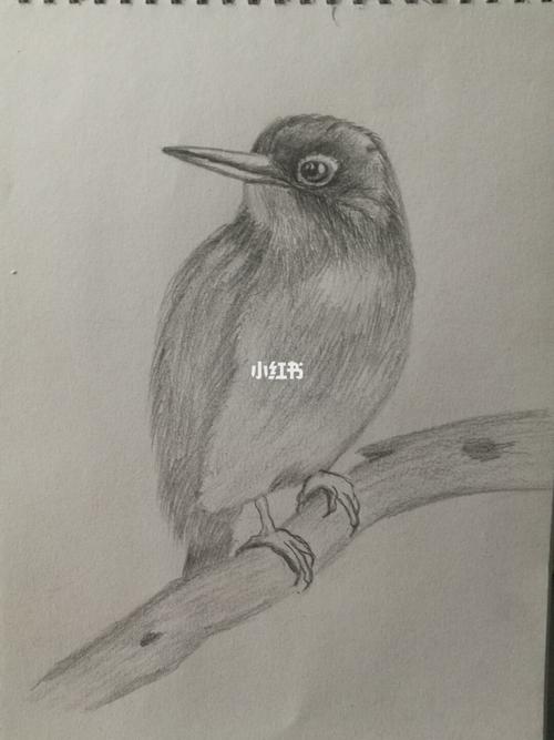 素描练习小鸟