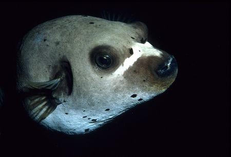 四齿鲀科     tetraodontidae     叉鼻鲀属     arothron      海生