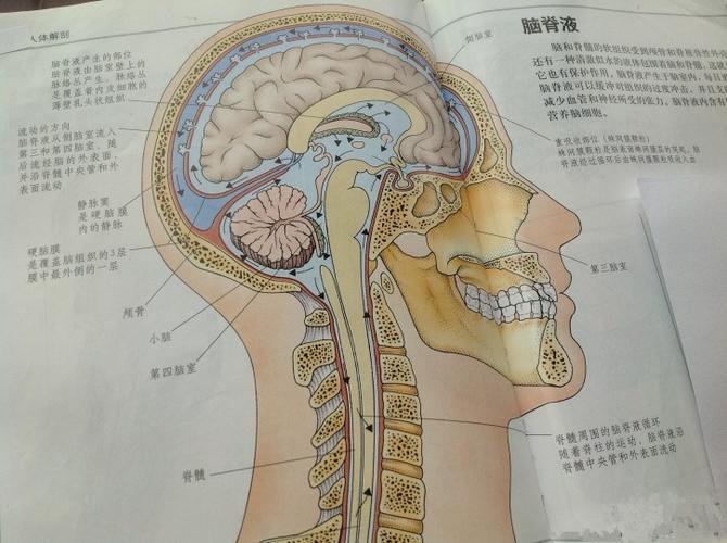 脑脊液循环