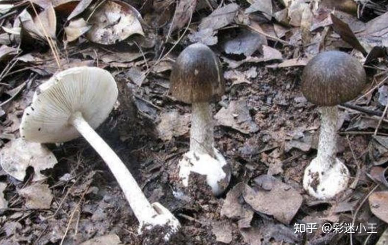 常见毒蘑菇有哪些?红伞伞,白杆杆的都不能吃吗?