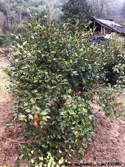 图片展示广西灵川县油茶树基地广西灵川县油茶树基地批发油茶苗报价