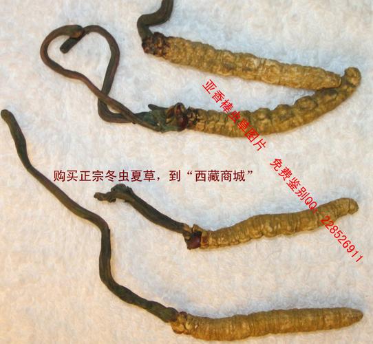 亚香棒虫草鉴别实例