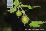 长刺茶藨子
