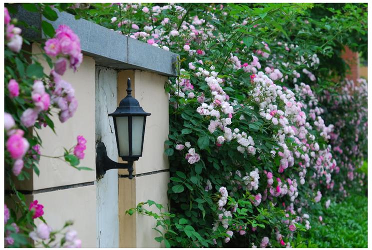 蔷薇花苗 爬藤月季玫瑰 爬墙绿植爬墙梅攀援植物四季盆栽蔷薇花苗