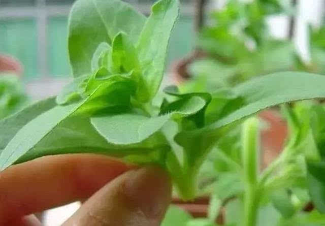 摘心也就是我们常说的打顶,是花草的修剪工作之一,在农作物上也有叫