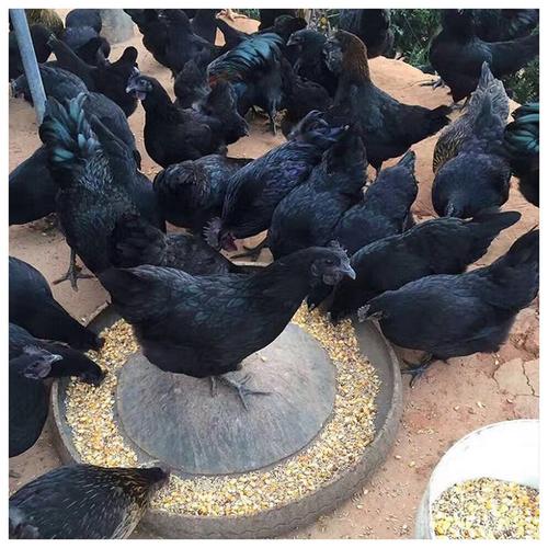 太白饲养五黑鸡苗每天的成本