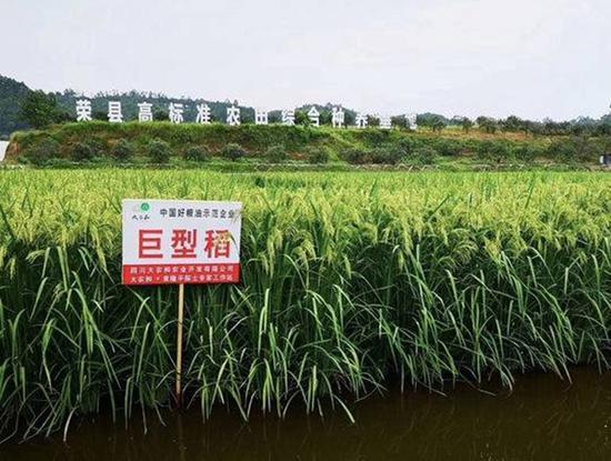 北稻南移 荣县试验种植的北方水稻亩产将达500公斤
