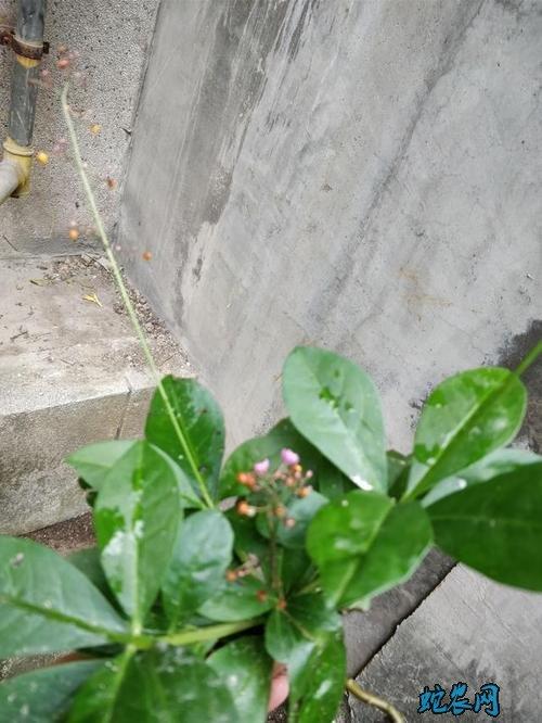 假人参图片