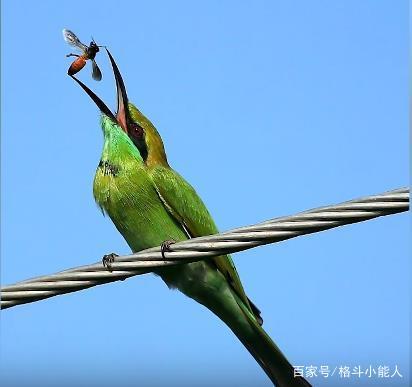 鸟吃食物的动作被瞬间捕捉