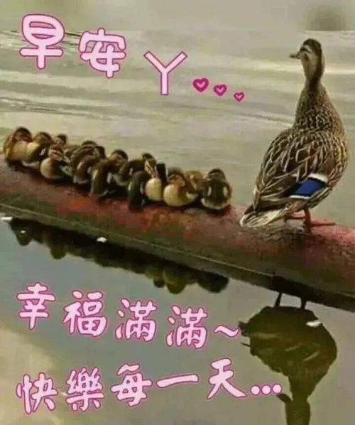 微信朋友圈早晨好问候语暖心句子图片新版夏天早上好问候语动态鲜花