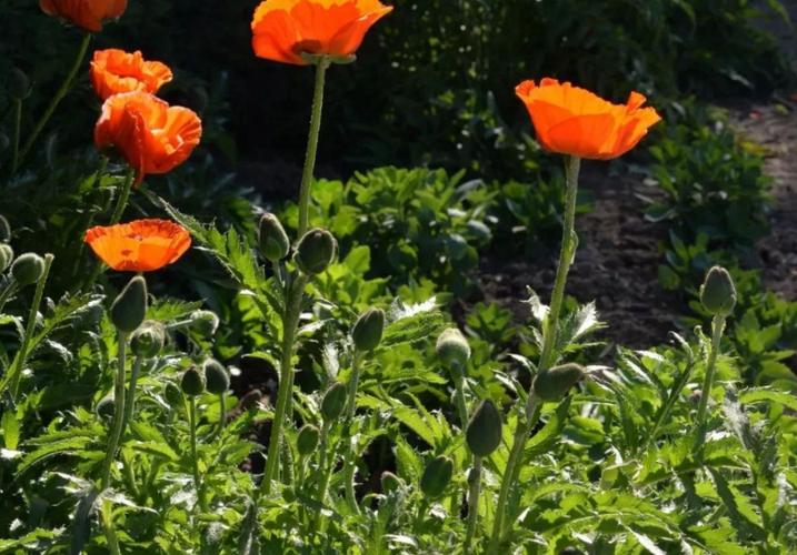 的特征 虞美人是一种一年生的草本植物,全体被伸展开的刚毛,叶子互生