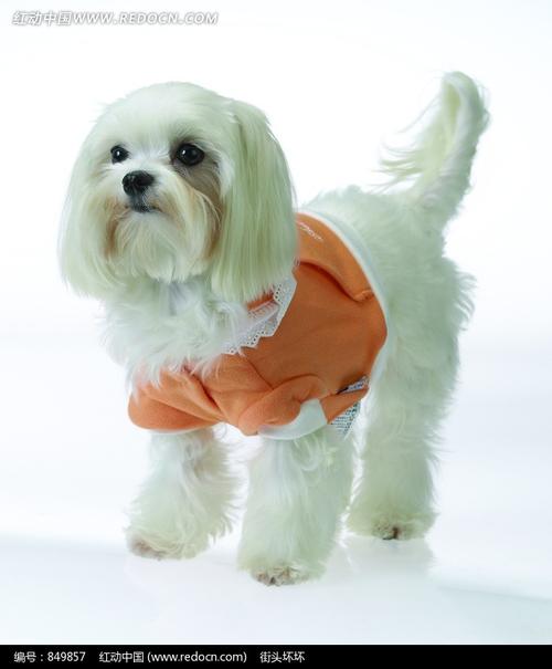 的穿绿色衣服的小黑 趴在地上的黑狗和站立的 站立的狗的尾巴和后腿