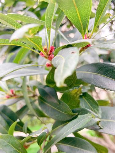 亚欧联盟精萃特别顾问吕建中:杨梅树开花了