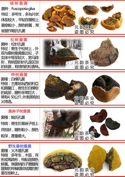 野生桑树桑黄 桑黄片 桑黄粉 养生新趋势 森林黄金 野生桑黄灵芝