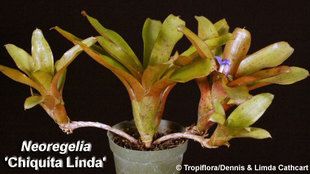 baby linda 俗名迷你积水琳达 空气凤梨