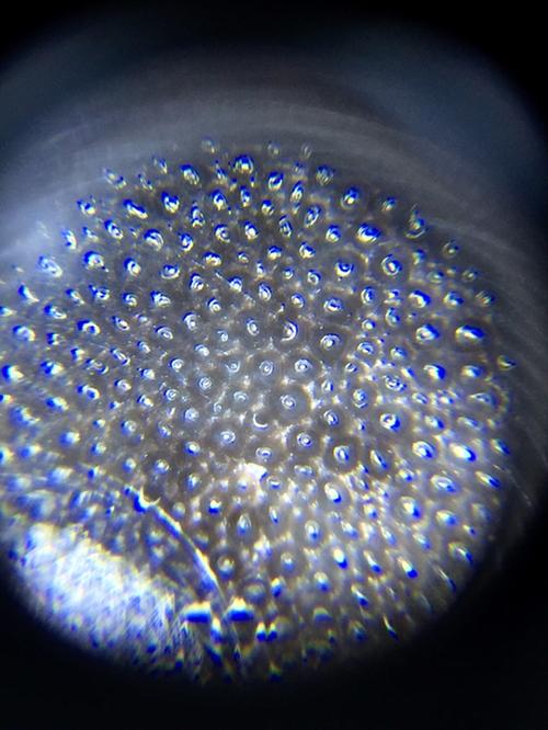 犀牛角仪器鉴别真假