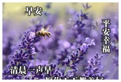 好看的早上好表情图片唯美带字,最新的清晨早安祝福语