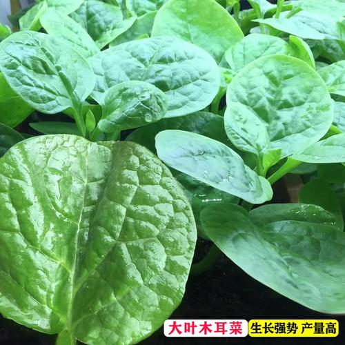 特价木耳菜种子_大叶木耳菜种子苗落葵小青菜耐高温高湿春夏四季阳台