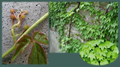 四上语文10《爬山虎的脚》,学会细致观察,抓住特点