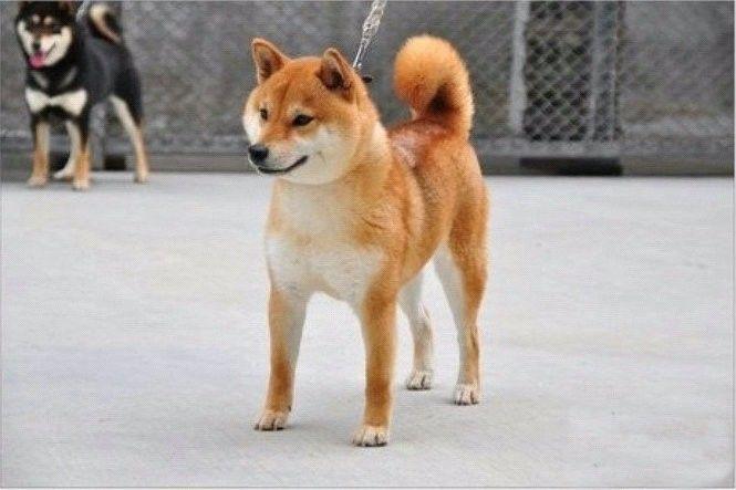 这个是柴犬吗?还是别的?