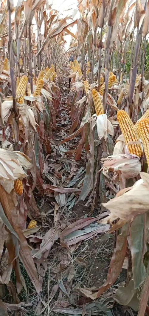 2020年审定.珠高2.63.穗位90!珠高矮,穗位整齐!高抗倒伏!紫杆紫叶!