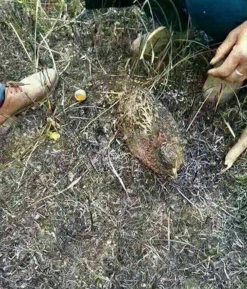 被活活烧死的野鸡,身下还护着一窝蛋