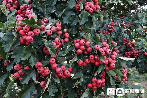 枣庄:果园山楂果成熟颜色诱人