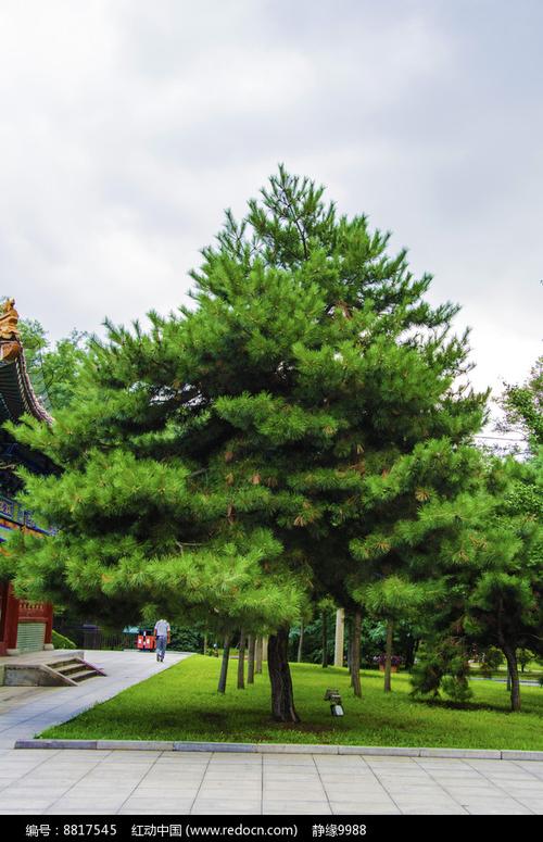 鞍山玉佛寺松树