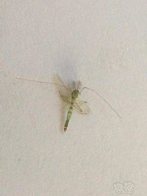 小虫变蚊子啦,好可怕