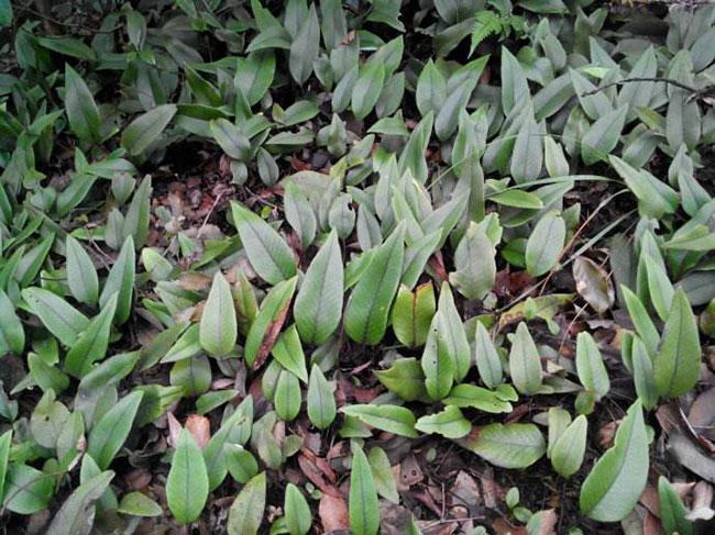 石韦的功效与作用有哪些?石韦种植前景怎么样?