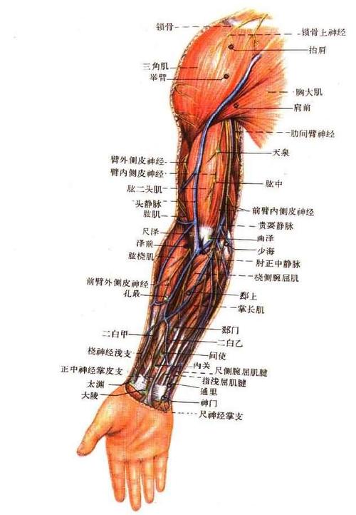 针灸解剖高清图-上肢部(4)