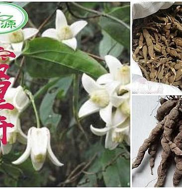 雪里开高原地产单叶铁线莲根地雷根纯野生拐子药根鲜货