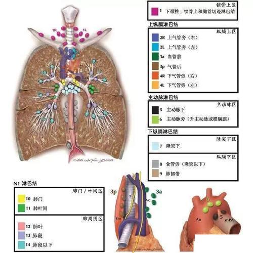 今日分享 — 纵隔淋巴结分区图谱