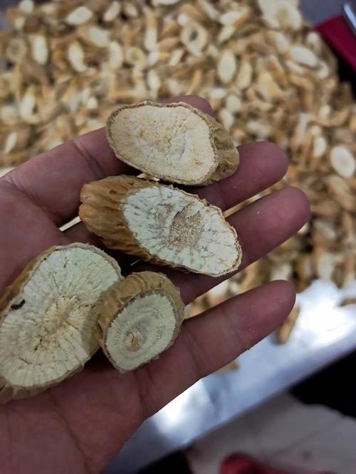 野生四叶参,牛乳参,鲜货