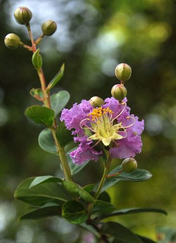 紫薇花图片