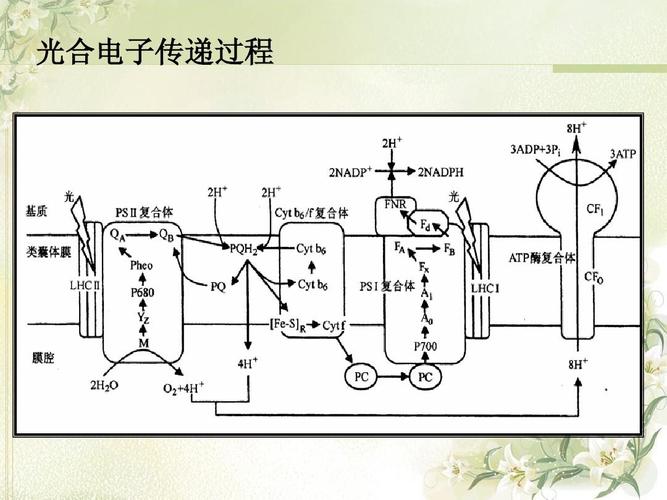 光合电子传递过程