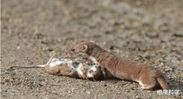 黄鼠狼喜欢吃鸡别被黄鼠狼给骗了它更喜欢捉老鼠