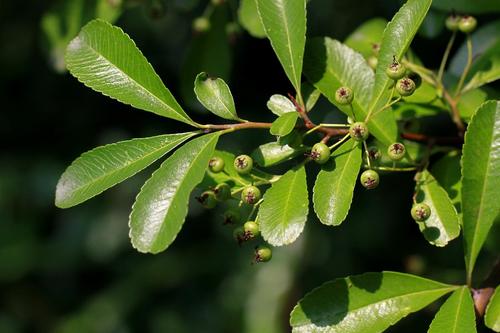 火棘蔷薇科火棘属