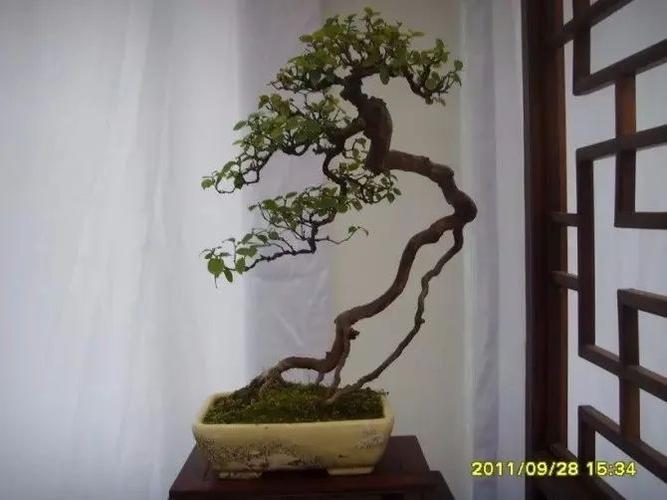 欣赏提根盆景集树根还能这么美