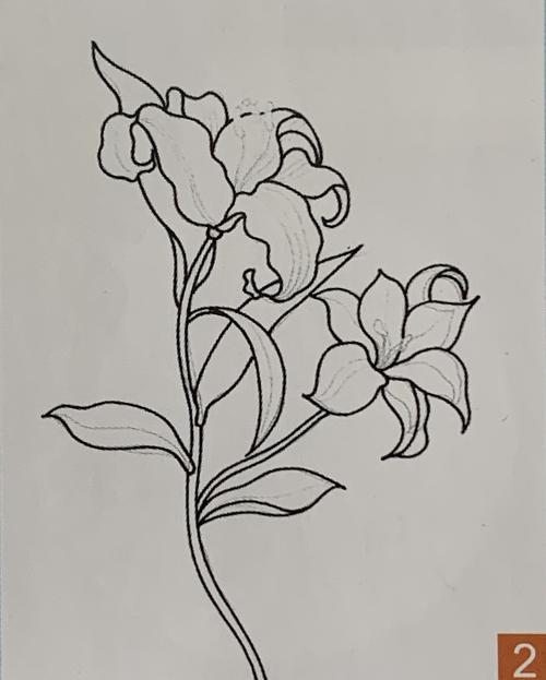 2. 用黑色勾线笔沿铅笔底稿描出百合花,描绘时线条尽量不要中断.